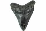 Bargain, Fossil Megalodon Tooth - South Carolina #221738-1